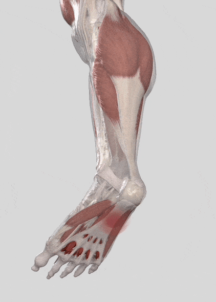 足底腱膜のイラスト